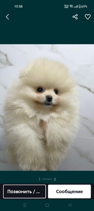 Продам щенков померанского шпица, рассрочка каспи 0 0 12, 0 0 24