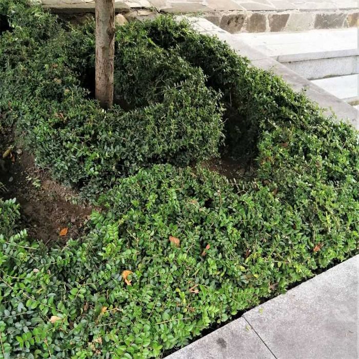 вечнозелен храст лоницера/ нокът-  Lonicera nitida