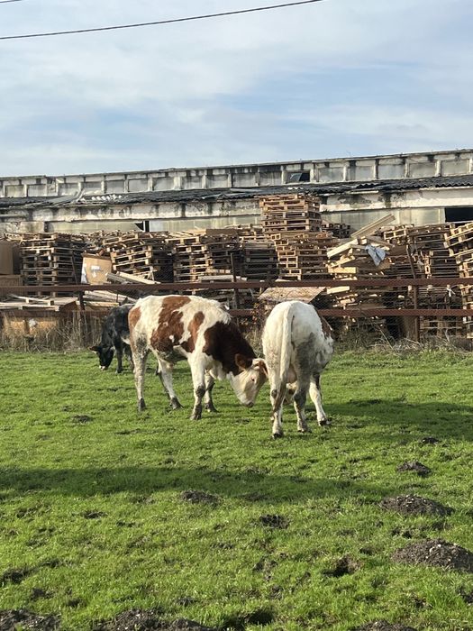 Vand tauri greutati 500-700 kg