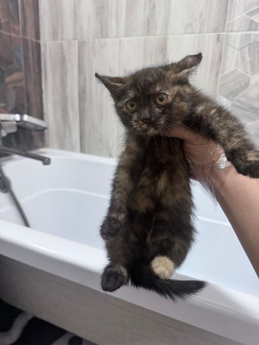 Котенок трехцветный девочка ищет дом