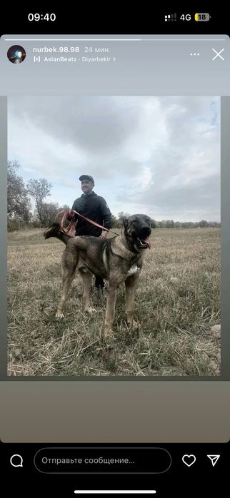 Продаётся супер тяж огромный кобель