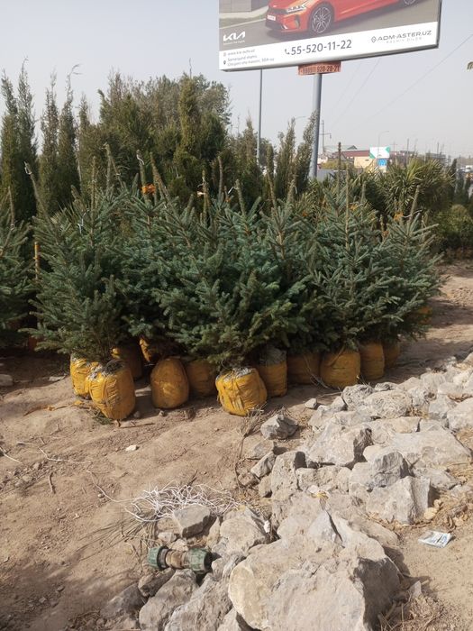 Galuboy yel  Va boshqa har xil Sovuqqa chidamli oʻsimlik va gullar