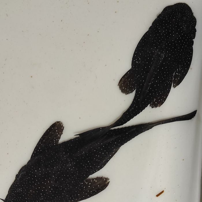 номерные сомы 181  пара