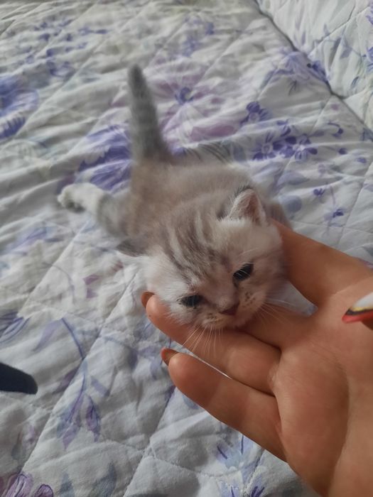 Продаются котята британцы