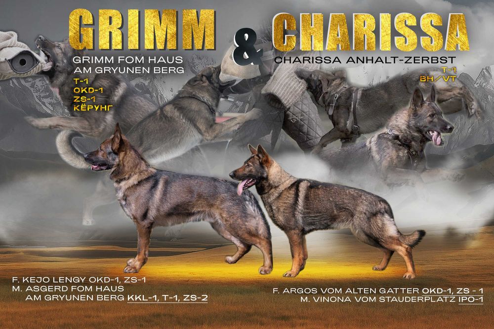 Щенок немецкой овчарки РР