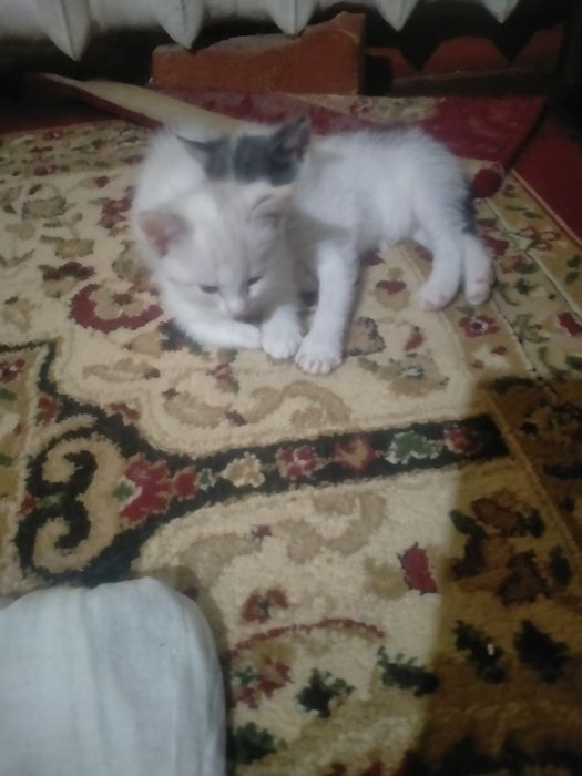 Mushuk otdam darm