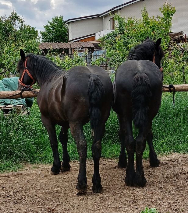 Pereche de mînji negri