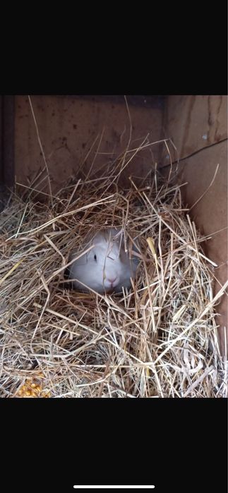 Iepuri cap de leu de vanzare