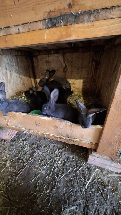 Iepuri urias german negru gri fier si cincila