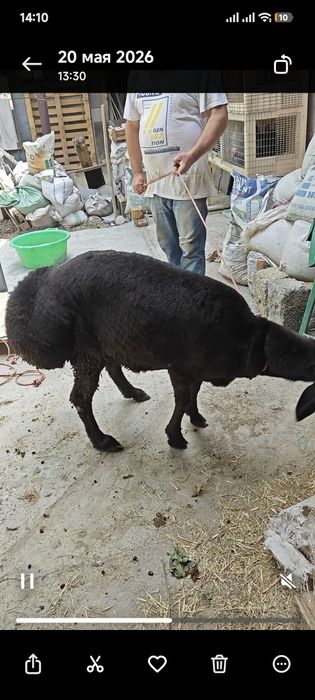 Qoy qochqor  кой кочкор