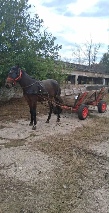 Vînd iapă învățată la ham