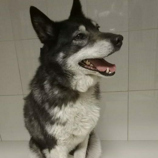 Милаша из приюта "хвостатый рай"