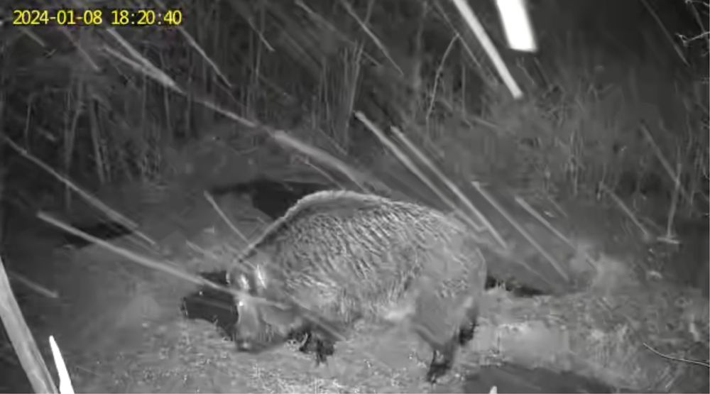 Camera vanatoare originala ForestVision Live C7 4G GPS