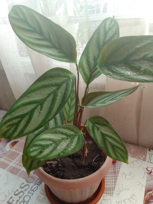 Алоэ Вера 200тг.