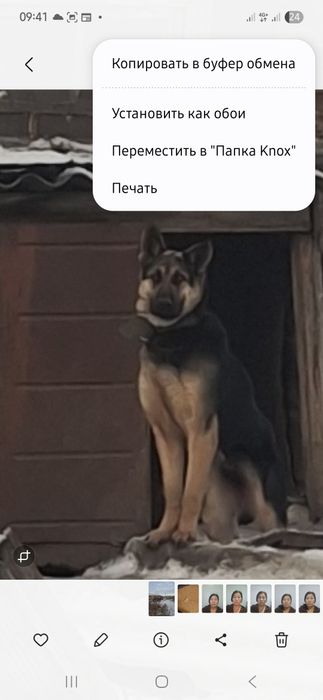 Немецкая овчарка