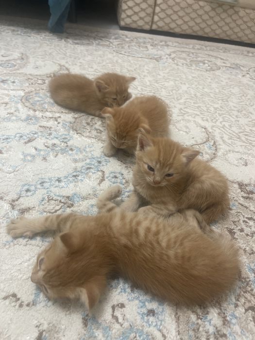 Продаются котята