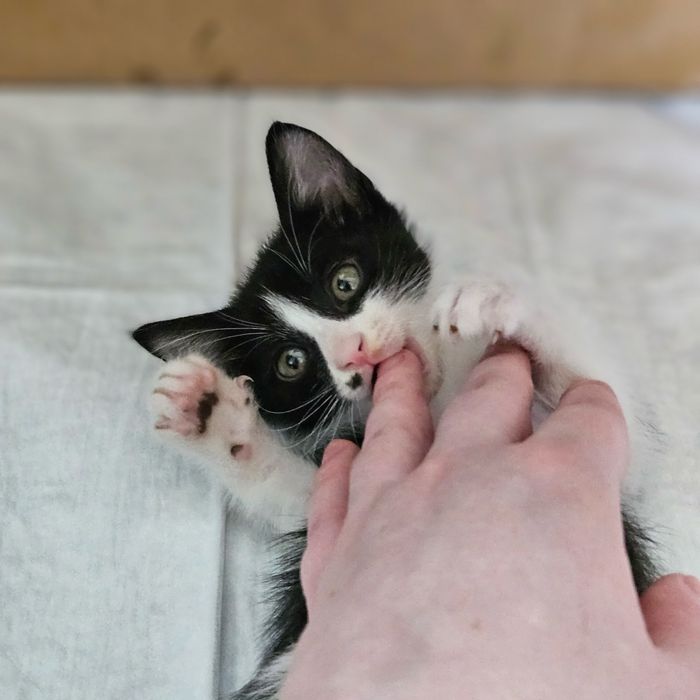 Котята в поисках дома ,  Ташкент !!!