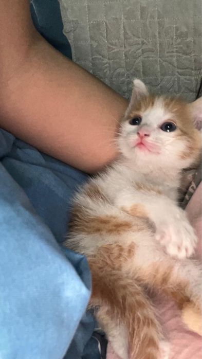 Котенок мальчик в хорошие руки