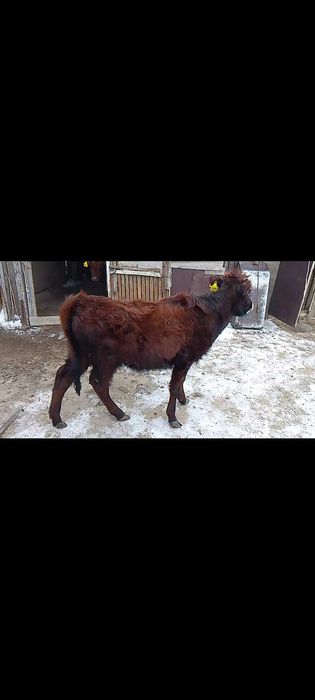 Продам двух тёлок. Екі баспақ сатылады.