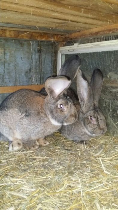 Iepuri Urias german gri