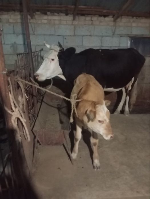 Продам коровы срочно
