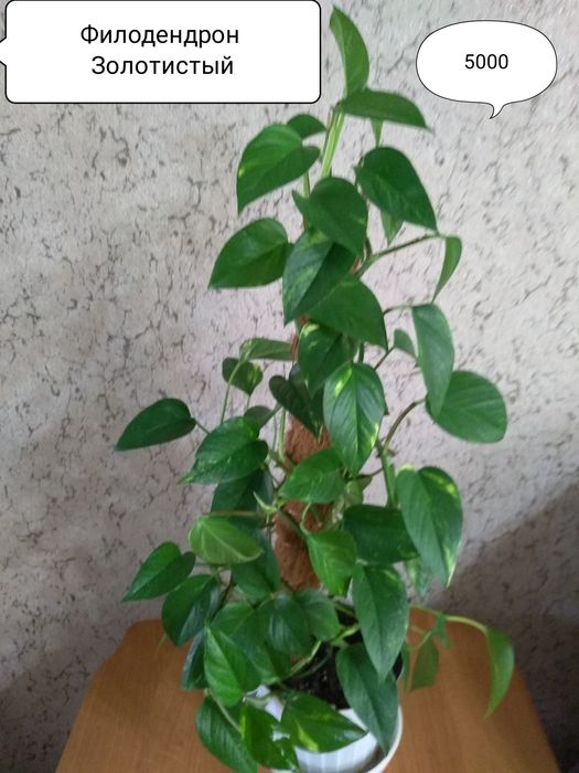 Цветы для дома и офиса