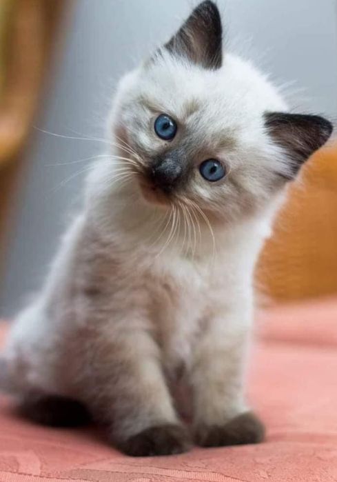 Ragdoll  baietel