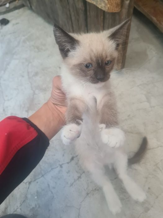 Отдаю котят в добрые руки
