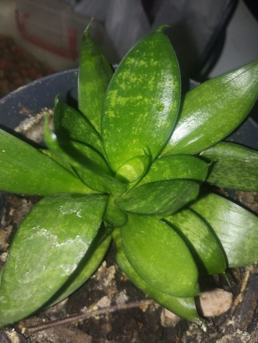 Plantă purificatoare Sanseviera
