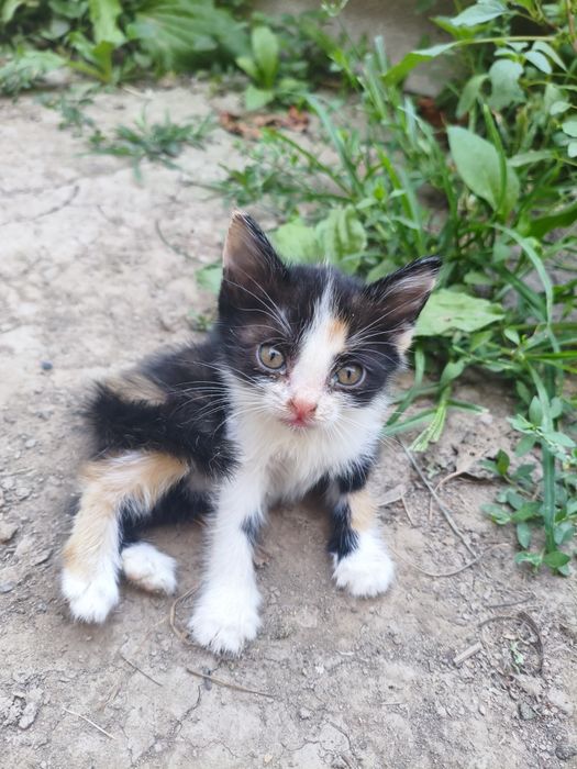 Котята милые  пристраиваются в добрые руки