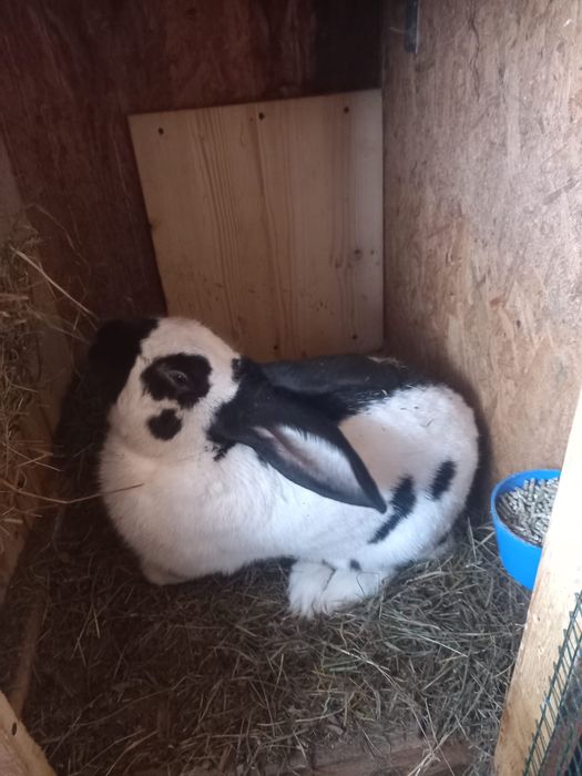 Mascul fluture german