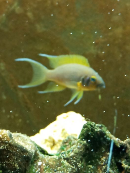 Lamprologus sp."daffodil