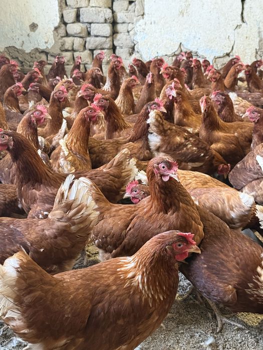 Молодки  Ломан Браун несушки продаются