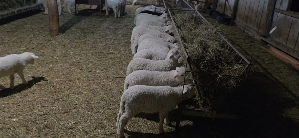 Miei de rasă țurcană albă