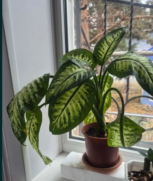 Комнатные цветы на подарок!