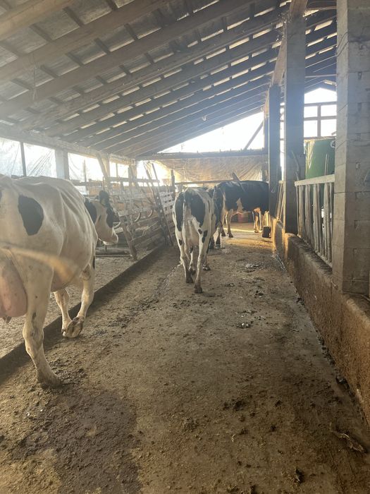 Vaci de lapte, din rasa Hollsthen f bune de lapte, tinere,la prima si a doua fatare..dau lot, sau la alegere… de vanzare juninci !