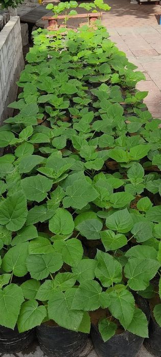 Семена Павловнии сорт Шанг тонг