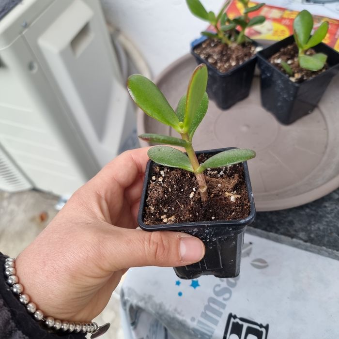 Crassula ovata pomul cu bani
