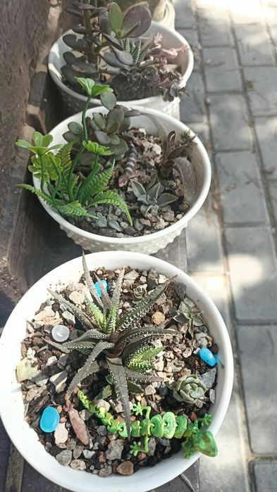 Комнатные растения. Суккуленты.