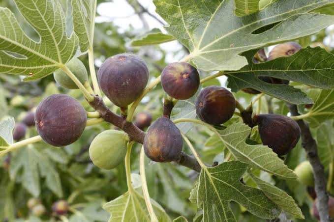 Produse locale Svinița din Smochine