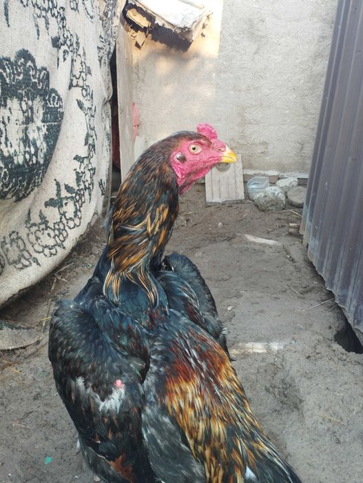 Дакан бойцовый кораз