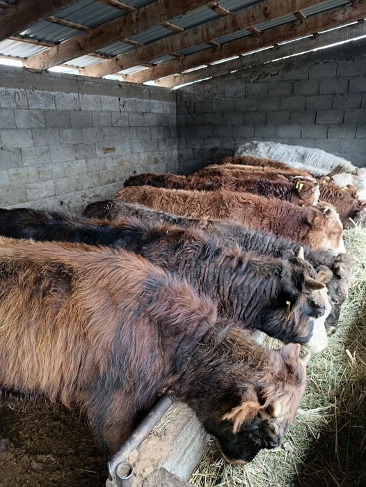 Продаю бычки.      .