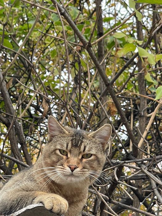 Кот охотник крыселов , мышелов