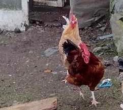 Продава млади петли