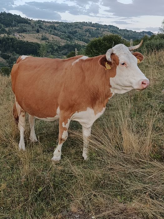 Vaca de vanzare Gestantă