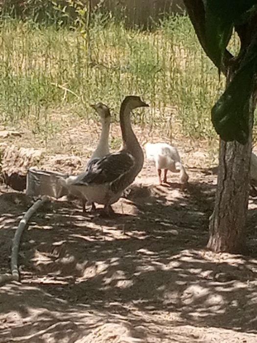 Gʻoz 2 oylikdan  7 oylikgacha sotiladi