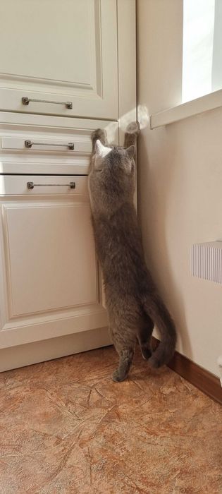 Кот британец,5 лет, 5,5 кг, кастрирован.