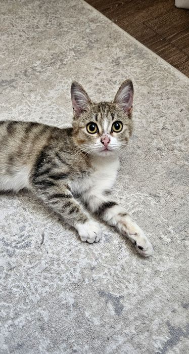Ласковый котопесик ищет хозяина!