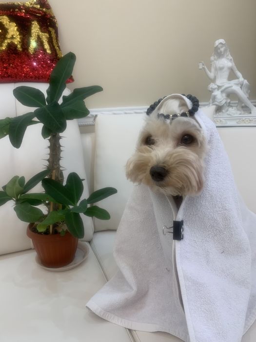 Передержка для собачек 3000 тг