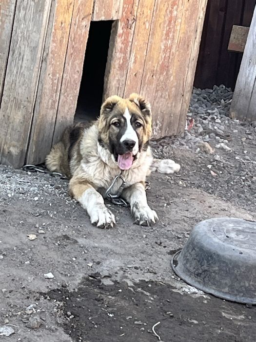 Продам щенка Алабая